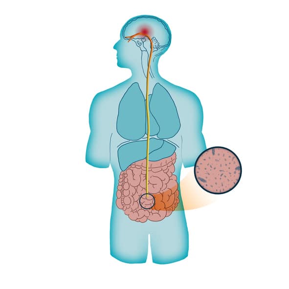 gut brain blog pic