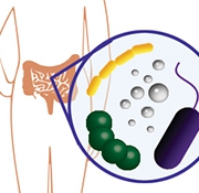 gut bacteria illustration