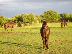 The Horses: Daily Routines in the COVID-19 Era 14 DSC01410 1