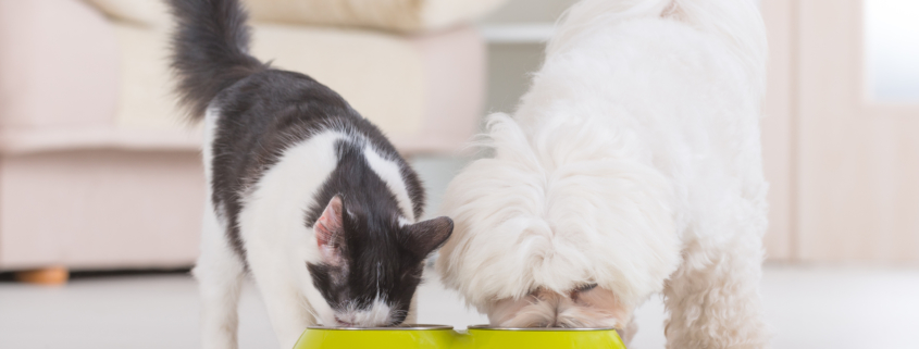 are dogs probiotics different than cats