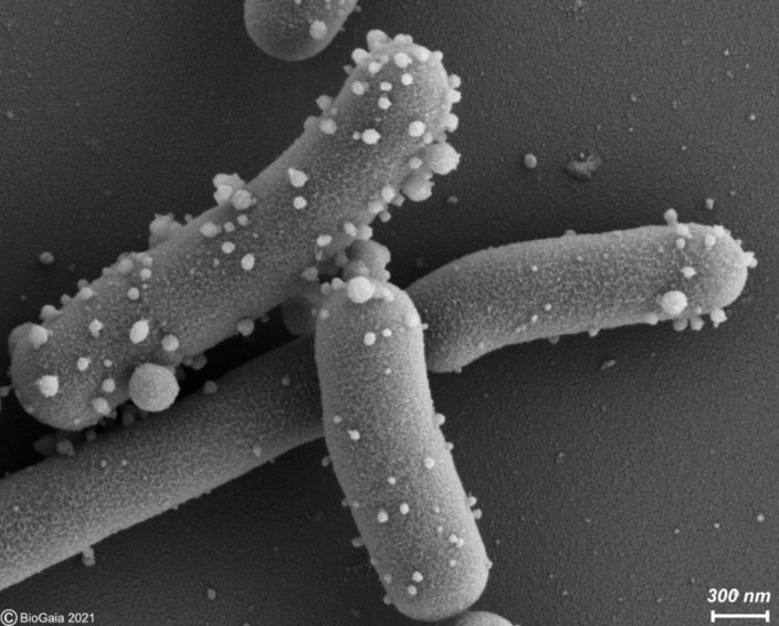 postbiotics Archives - International Scientific Association for ...