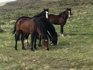 Wild horses Argentina 1