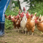 Flock of chickens beside human feet in rubber boots.