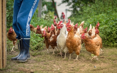 Flock of chickens beside human feet in rubber boots.