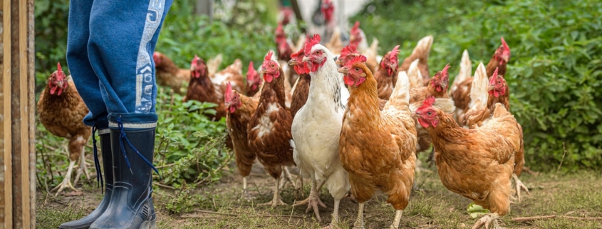 Flock of chickens beside human feet in rubber boots.