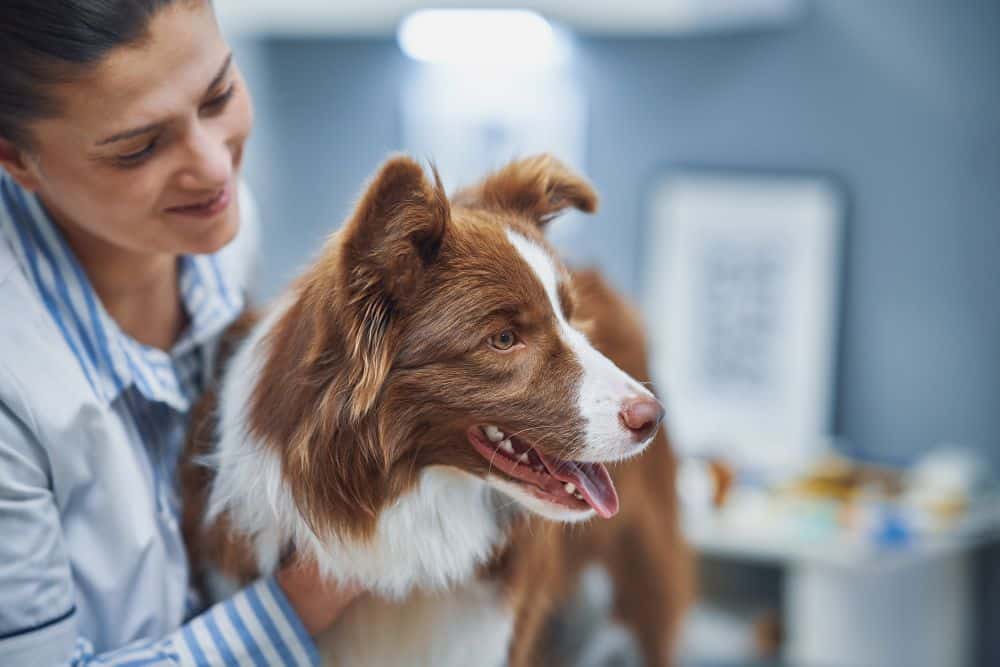 Vet smiling at border collie dog in the clinic